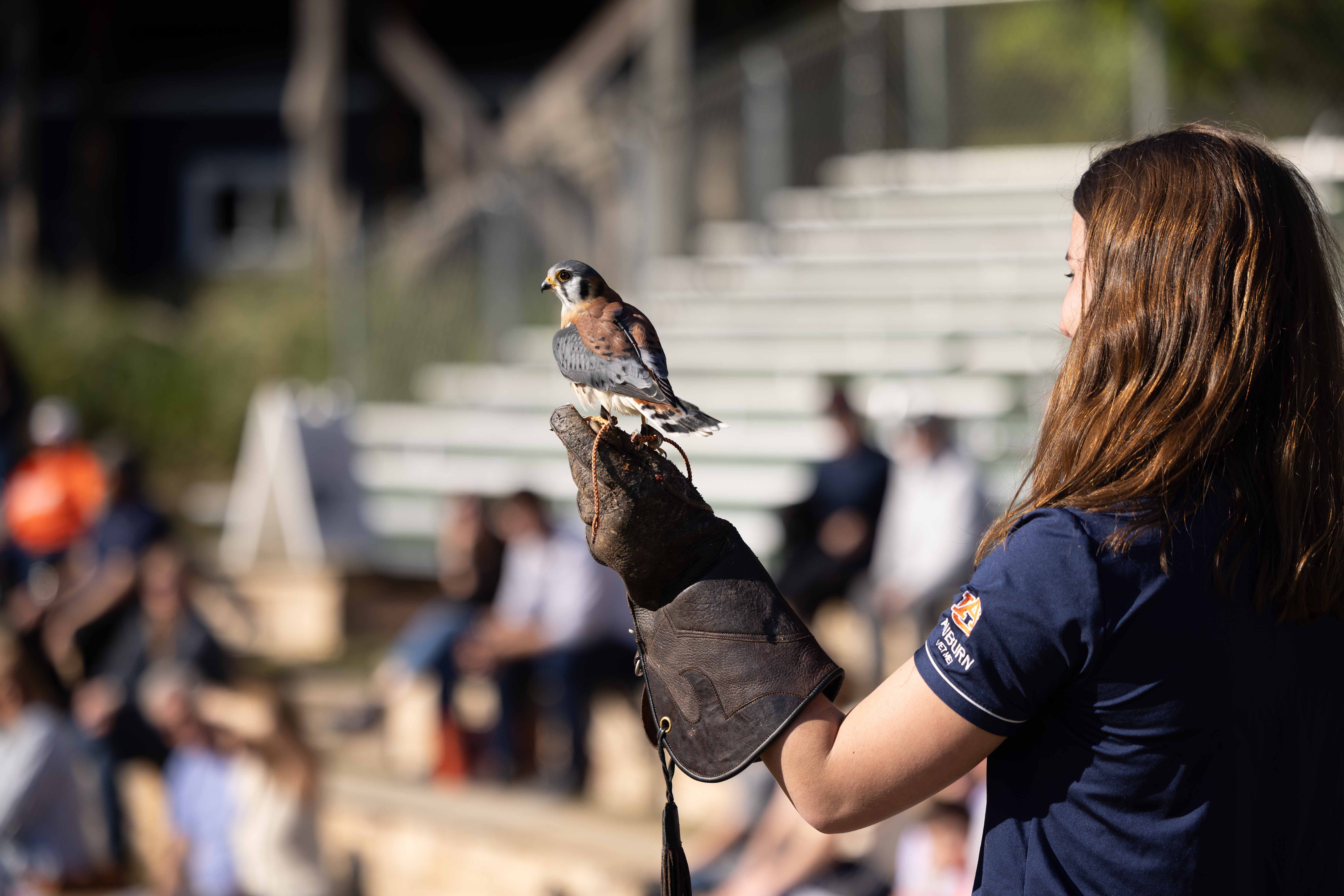 American kestrel on glove during demonstration